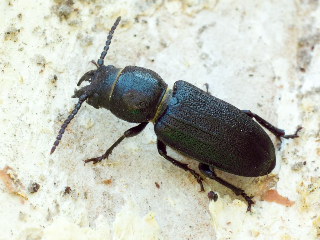 Spondylis buprestoides (Linnaeus, 1758)